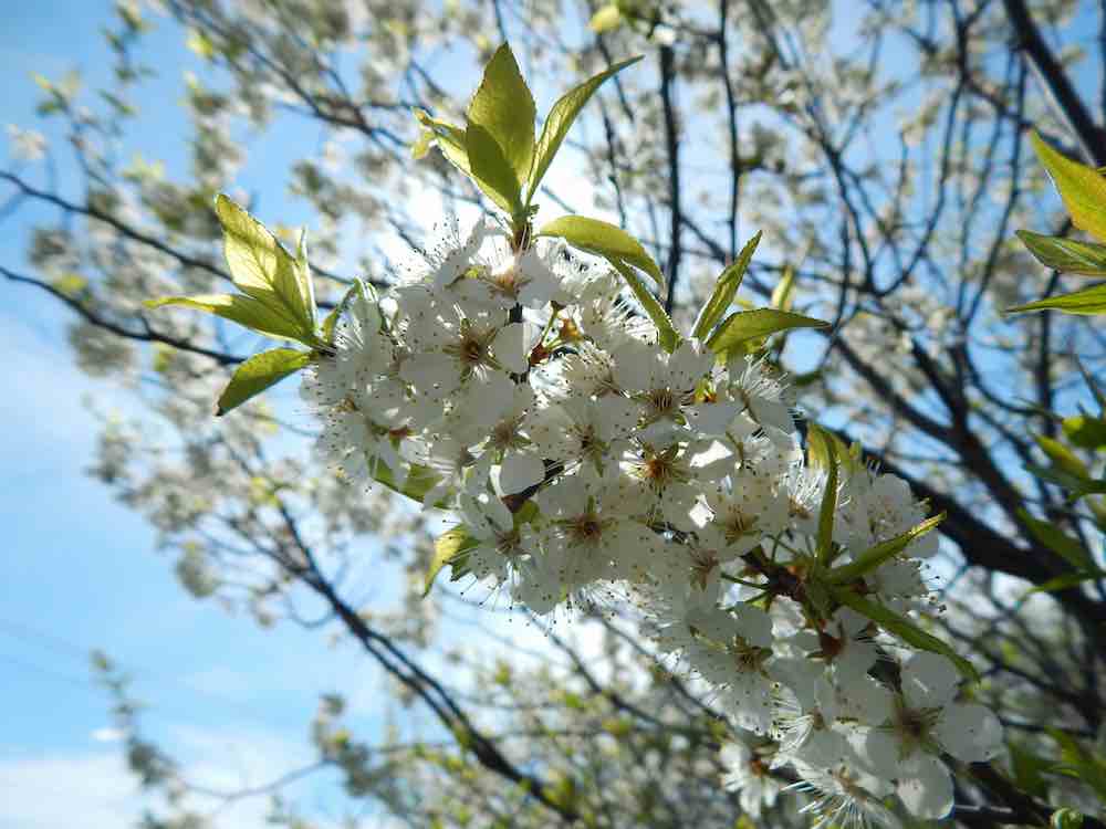 Un albero in fiore