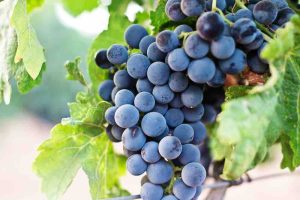 un grappolo di uva nera in una vigna