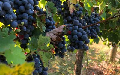 Bacco Artigiano a Rufina