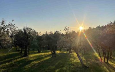 Camminata tra gli ulivi: percorsi, attività ed esperienze a Firenze