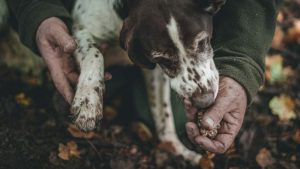 un cane da tartufo