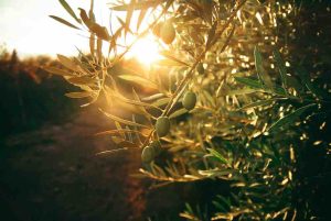 un albero di olilvo con delle olive sul ramo