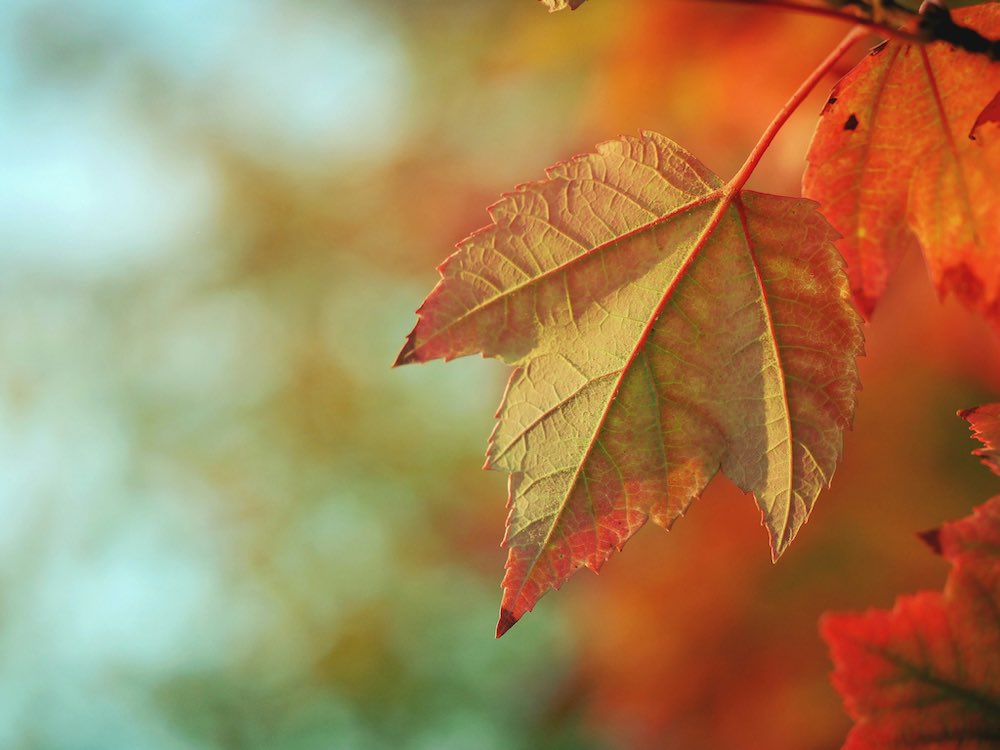 autunno_aaron-burden-tYm4_ggmevU-unsplash